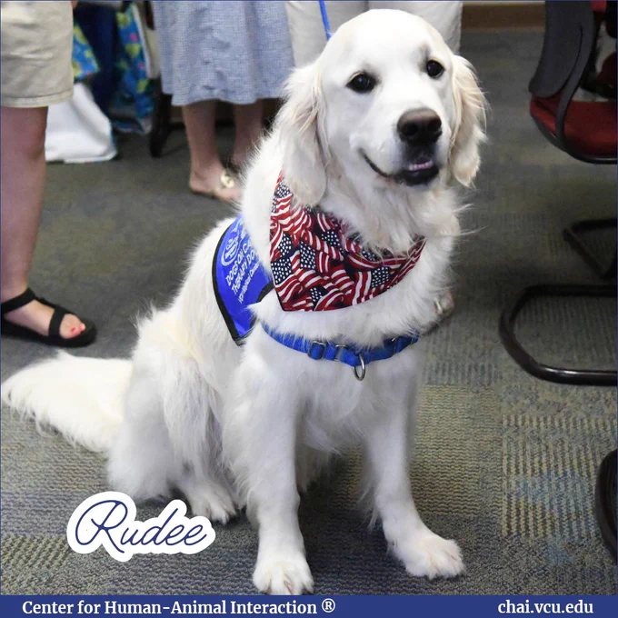 Image Description: A photo of Rudee the English Cream Golden Retriever is contained in the image. Rudee is wearing an American flag bandana. Text reads: Rudee. 