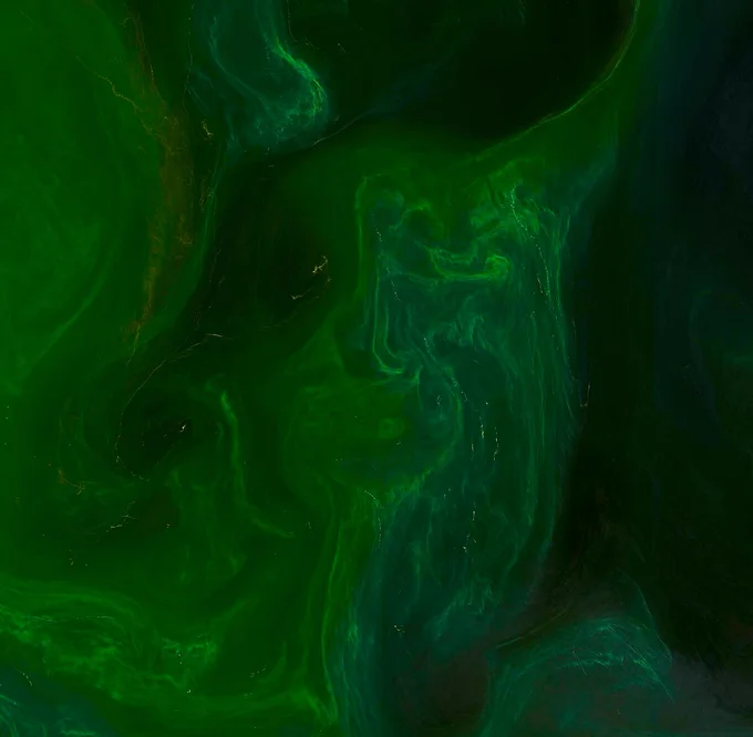 Emerald-green streaks, eddies and whirls of an algal bloom, mixed by winds and currents, in the Adriatic Sea off the Italian coast.