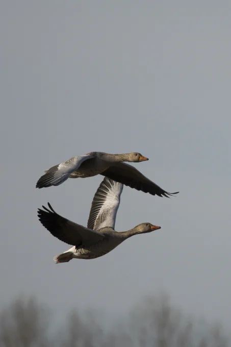 Grauwe gans