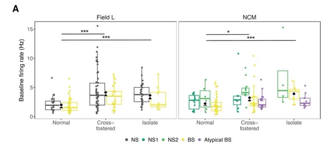 Box and whisker plots with raw data points on top comparing baseline firing rates in two forebrain areas, Field L and NCM, across three groups, normal, cross fostered, and isolate. Firing rates are lowest in normal group