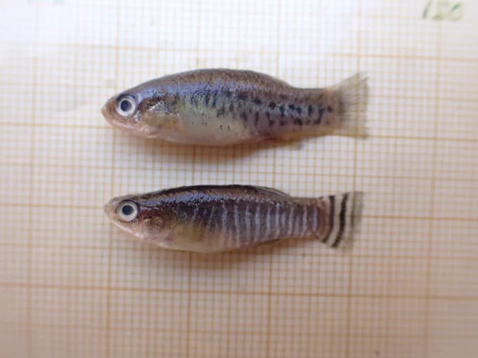 Aphanius iberus @ Lluís Zamora
