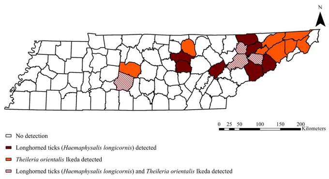 Longhorned Tick and Bovine Theileriosis Tennessee 2024 Update. Photo: Tennessee counties with confirmed detections of longhorned ticks (Haemaphysalis longicornis) and Theileria orientalis Ikeda as of March 2024.