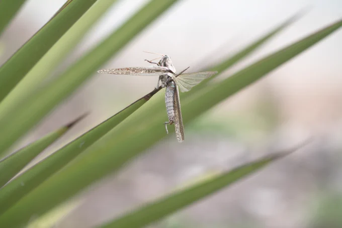 the body of a grasshopper is impaled at the end of a yucca spear