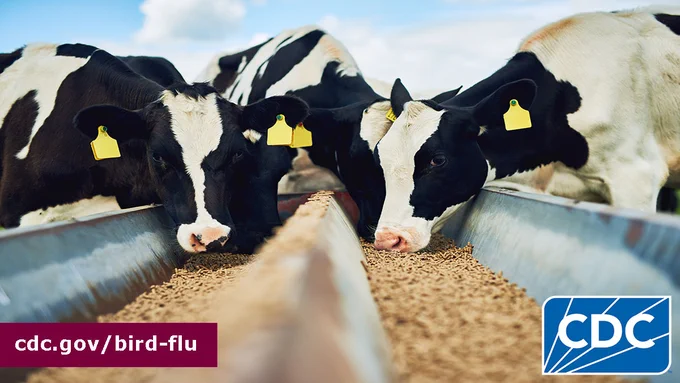Group of black and white spotted cows with tagged ears eat together. Text overlay in the bottom left-hand corner says “cdc.gov/bird-flu” and the CDC logo is in the bottom right-hand corner.  
