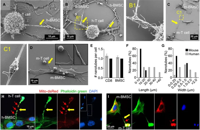 Figure 1: Bone marrow stromal cells transfer mitochondria to T cells via tunneling nanotubes in vitro.