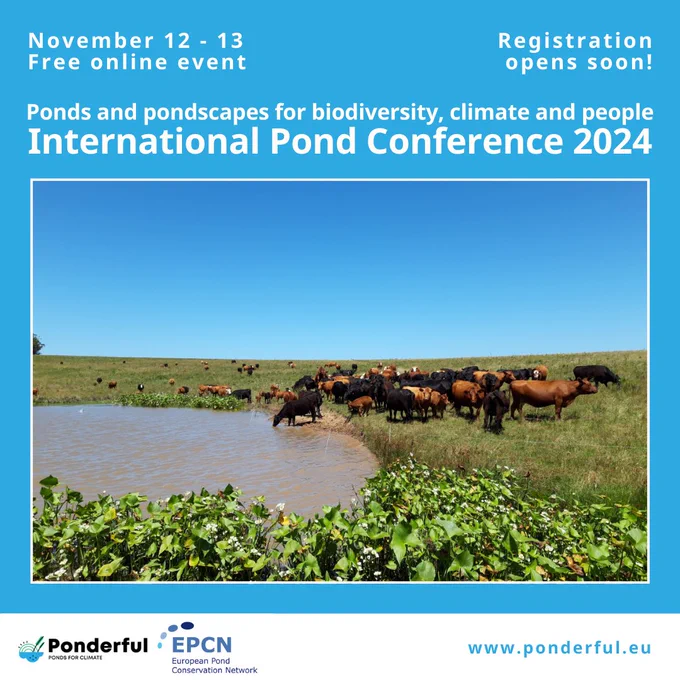 Photo of cows on the grass beside a pond, with green plants in front. The sky is clear and blue in the background. Text reads: 'November 12 - 13, Free online event, registration opens soon! Ponds and pondscapes for biodiversity, climate and people. International Pond Conference 2024.'