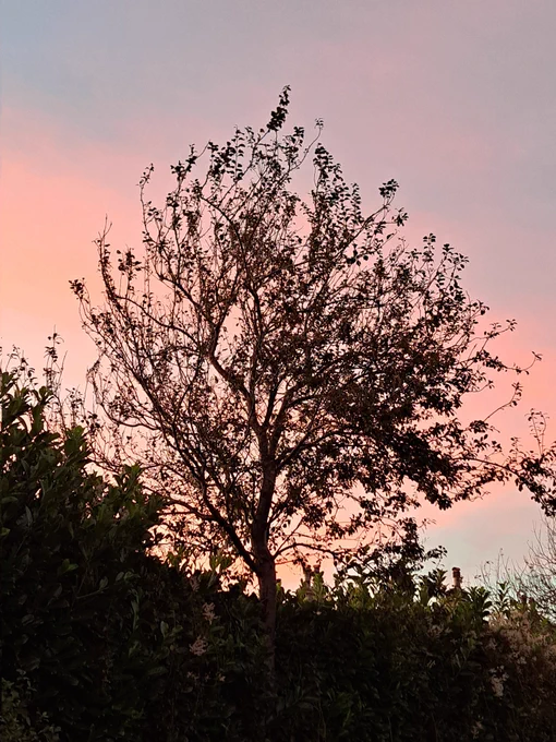 A small tree at sunrise.