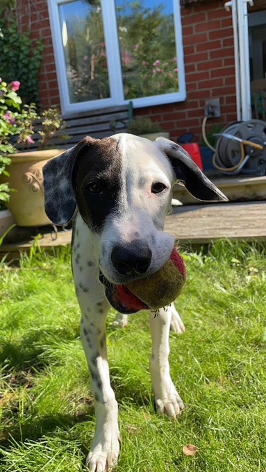 A happy black and white puppy with his favourite ball