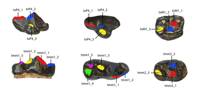 Teeth from the upper and lower jaw of Kretzoiarctos beatrix with chewing surfaces marked in color, which were used to study the characterization of their dietary preferences. Diagrams: Nikolaos Kargopoulos