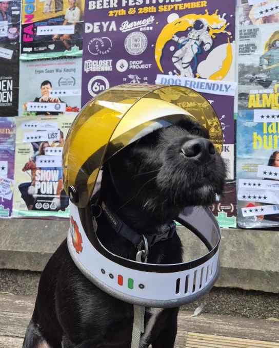 photo of a black dog wearing an astronaut helmet. in the background you can see a poster for Gravity Festival saying 'Dog Friendly'