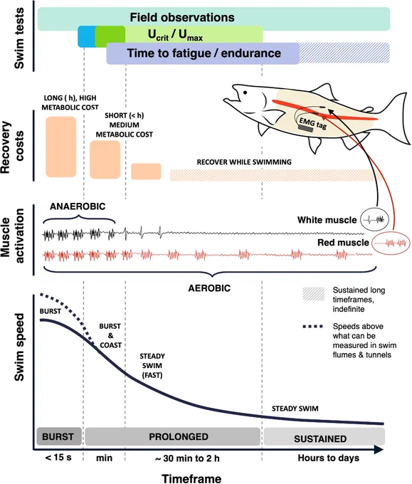 Figure 1 shows a conceptual diagram of different aspects of a salmon's physiology during swimming (swim speed, muscle activation, recovery costs, and swim tests) across timescales.