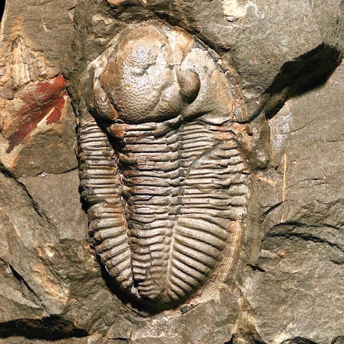 A photo of a fossilized trilobite. It has an oblong, multi-segmented body. 