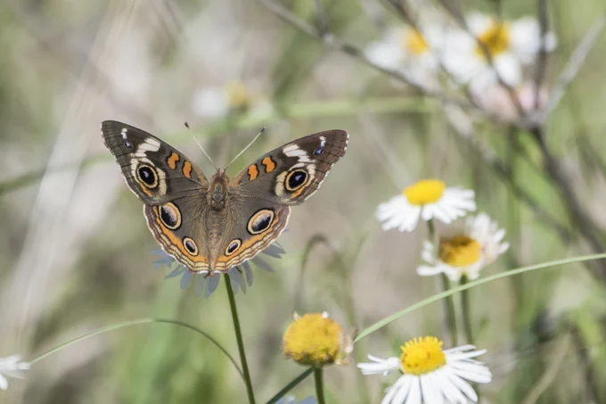 a brown butterfly with large dark eye spots and orange markings feeds on a white and yellow compound flower.