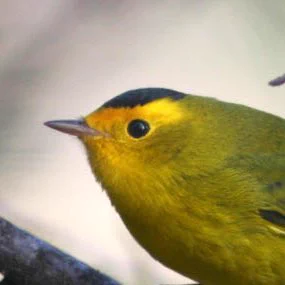 A male Wilson’s warbler, yellow with a small dark cap