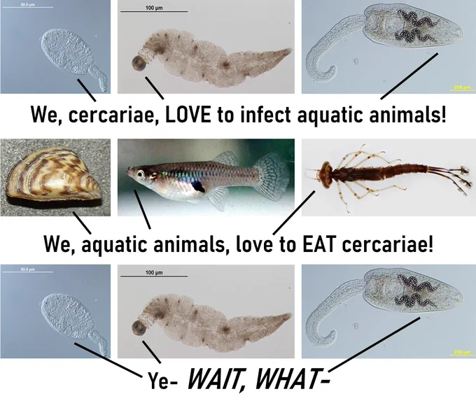 Top: Three different types of trematode cercariae saying "We, cercariae, LOVE to infect aquatic animals!"
Middle: A clam, a mosquitofish, and a damselfly nymph saying "We, aquatic animals, love to EAT cercariae!"
Bottom: Three different types of trematode cercariae saying "Ye- WAIT, WHAT- "