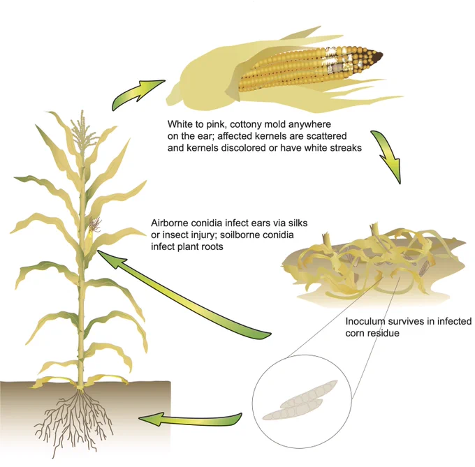 Fusarium ear rot disease cycle illustration