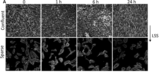 Figure shows alignment of HUVECs plated at confluent and sparse densities under laminar shear stress