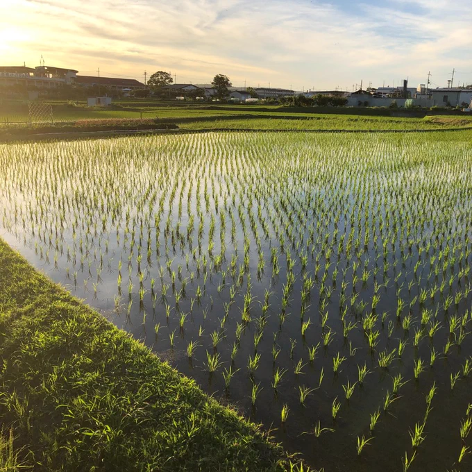 Modern paddy field