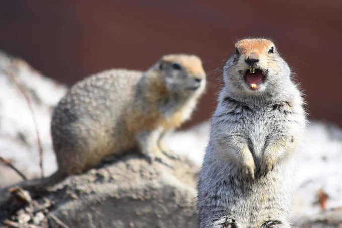 A ground squirrel at Denali National Park and Preserve on its hind legs, barking, while another squirrel in the chorus looks on.
