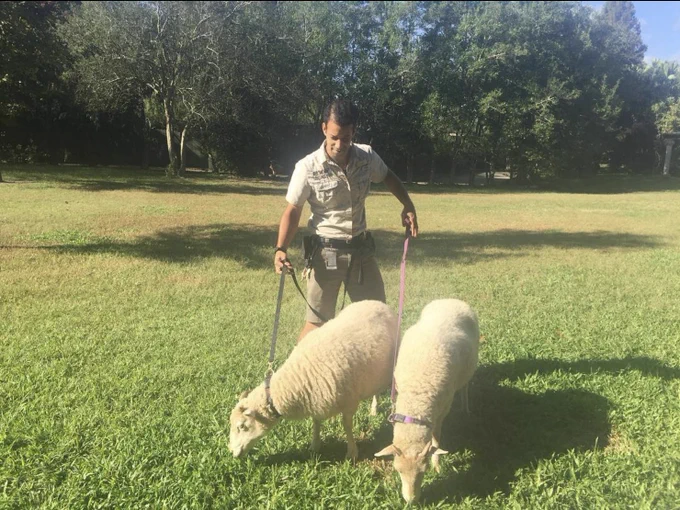 Alexi looking down at two sheep on leashes