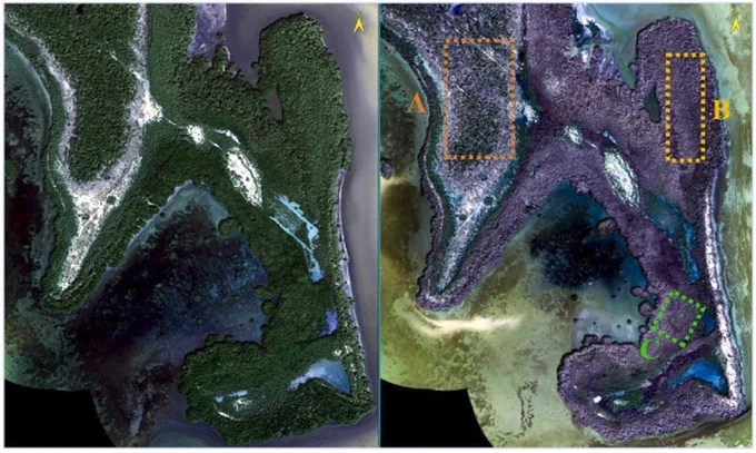 aerial image comparison of No Name Key, Florida before and after hurricane Irma.
