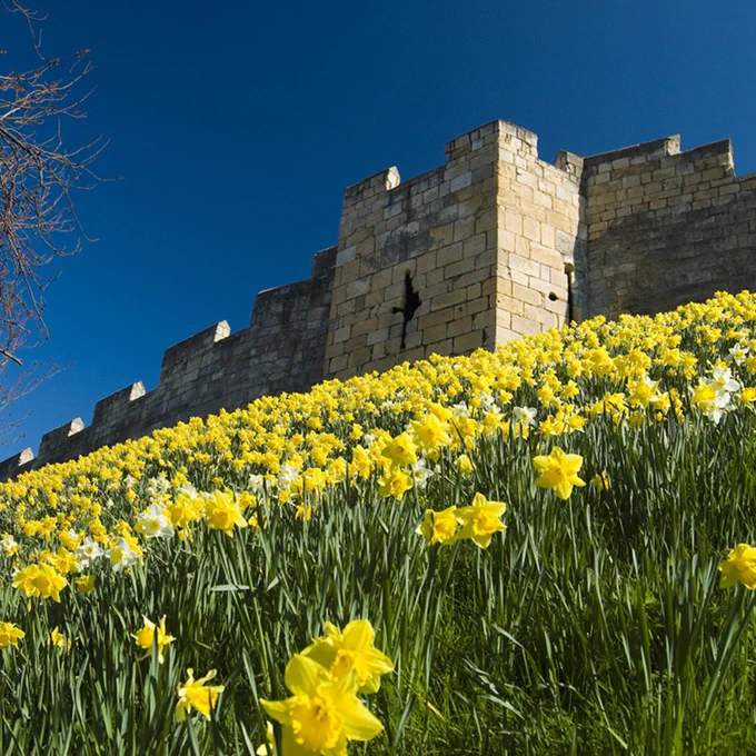 York's city walls with the daffodils in full bloom