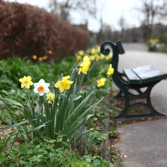 A park bench in the background with a clump of daffodils in the foreground 