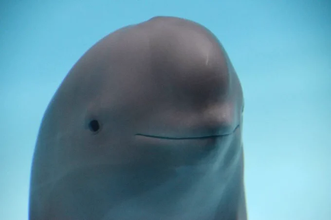 Dolphin pleasantly smiling
