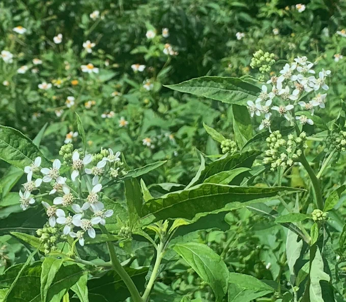 Frostweed on east side of woods