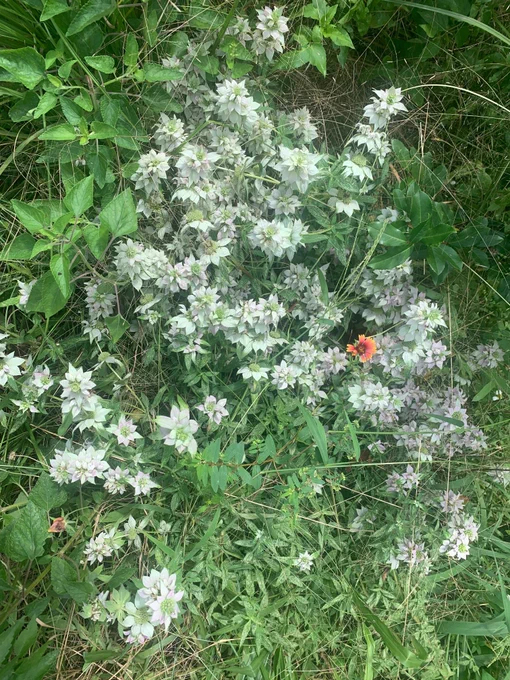 Horsemint (white) with blanket flower (orange)