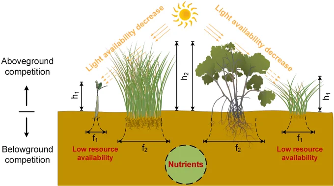 Conceptual sketch of vegetation competition in Mangrove-Saltmarsh ecotone