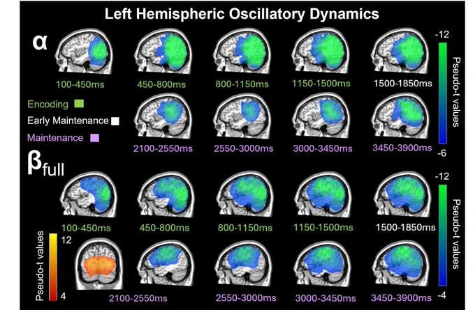 Figure 3 shows the spatial progression of alpha and beta activity