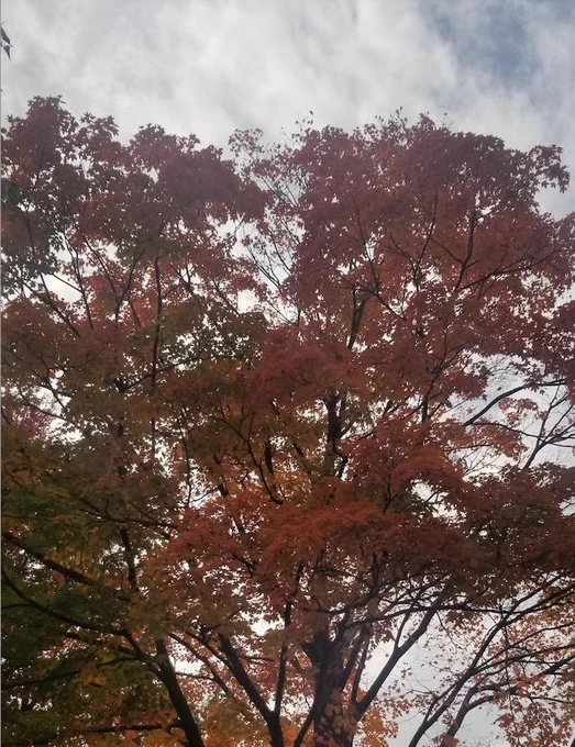 A photo of a tree with orange and green leaves under a cloudy sky.