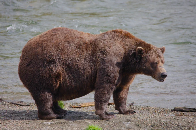 A large brown adult male bear, 32 Chunk, with dark brown fur, a prominent brow ridge, and a distinctive scar across his muzzle, stands on the banks of a river.