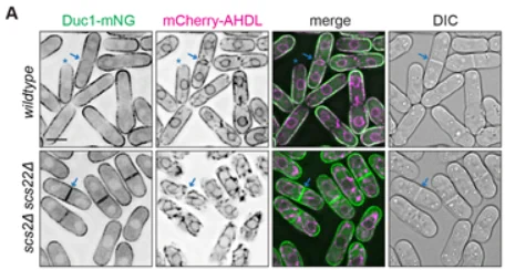 Live-cell imaging of Duc1–mNG and mCherry–AHDL in wild-type or scs2Δ scs22Δ cells showing Duc1 is excluded from the cell division site 