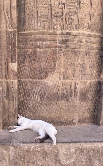 A white cat laying against an inscribed stone wall