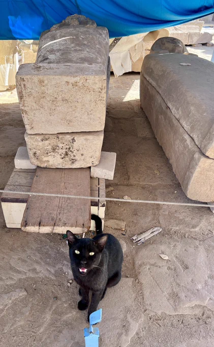 Black cat in front of 2 stone sarcophagi