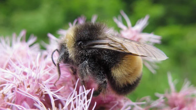 A black and yellow bee on pink flowers, with green plants in the background
