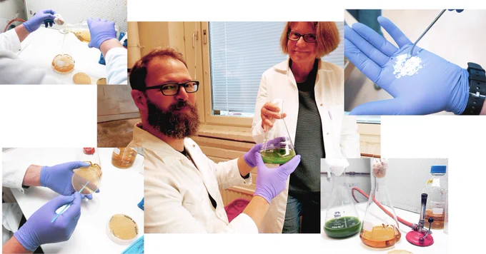 Researchers Martin Plöhn and Christiane Funk show green algae and sample bioplastics at their scientific research laboratory at Umeå University, Umea, Sweden. Photos by Bio4Energy Communications.