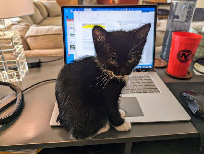 Small black and white kitten sitting on the trackpad of an open laptop
