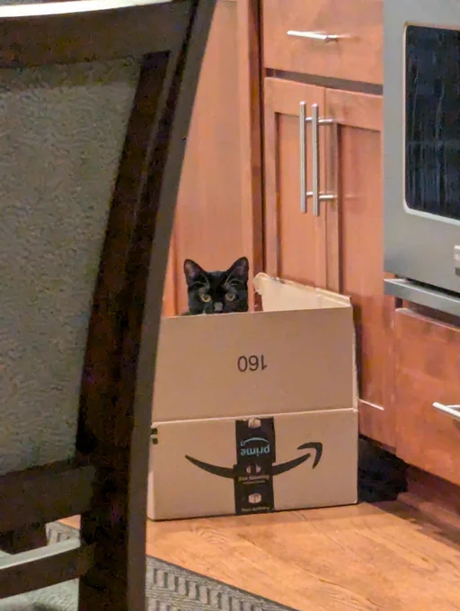 Black and white cat peering over the edge of an open Amazon box
