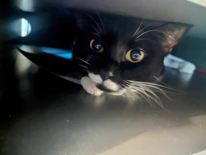 black and white cat with yellow eyes peeking through a small opening