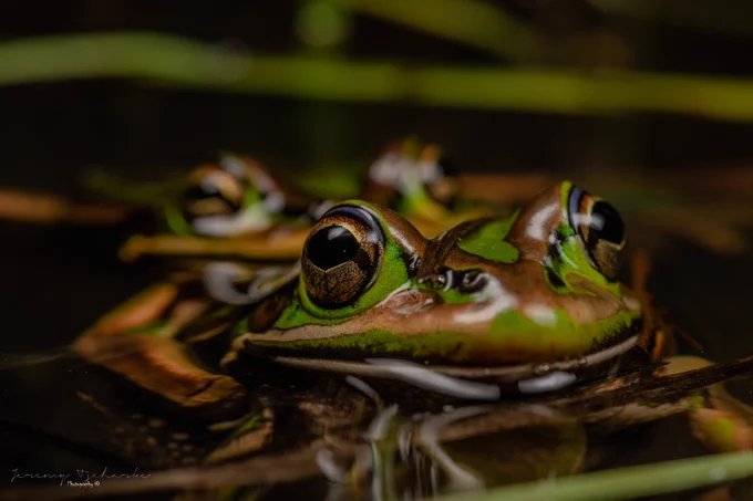 A photo of two green and golden bell frogs (Litoria aurea) mating half submerged in water. 