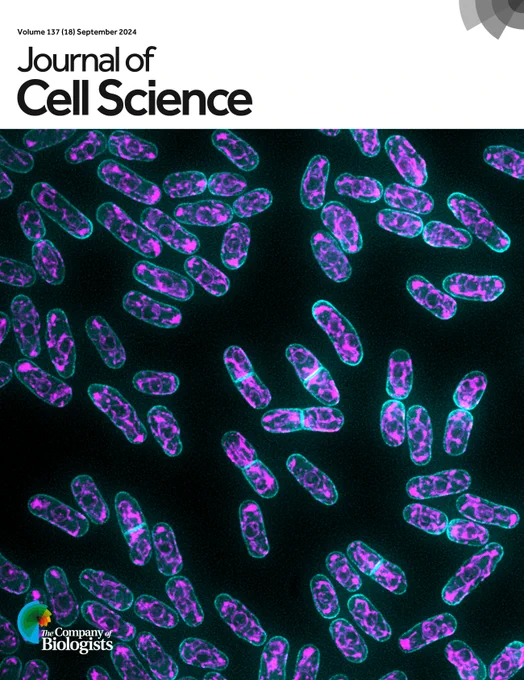 Journal of Cell Science cover. The image is a live cell image of S. pombe cells expressing a marker for cortical ER (magenta) and Duc1-mNeonGreen (cyan). These cells lack the major ER–PM tethers Scs2 and Scs22 and as a result, the ER is partially separated from the PM and Duc1 localises along the plasma membrane lining the division septum. 