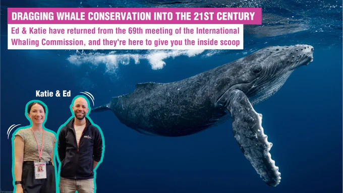 Image of a whale with two smaller images of Katie and Ed. 

Text: DRAGGING WHALE CONSERVATION INTO THE 21ST CENTURY 

Ed & Katie have returned from the 69th meeting of the International Whaling Commission, and they're here to give you the inside scoop