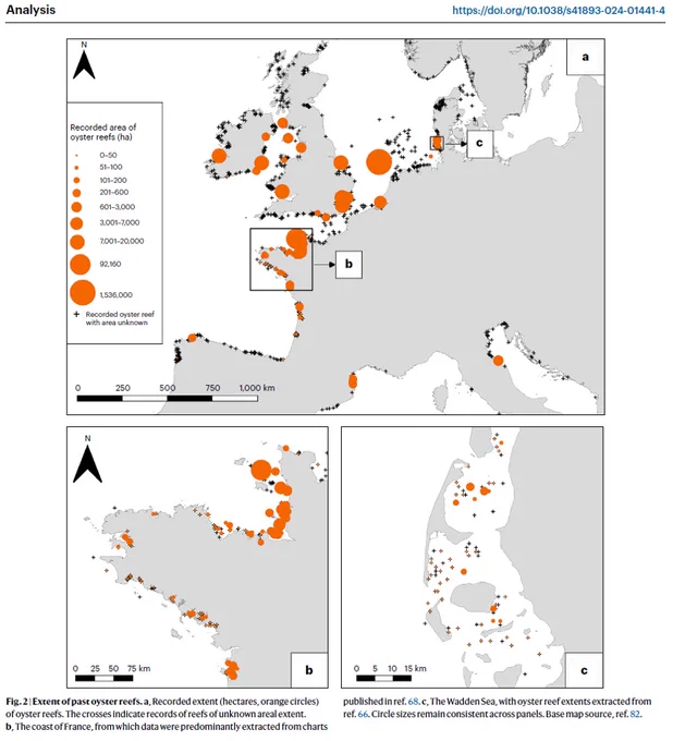 Figure from paper showing (in orange) the records of past extent of oyster reefs, with black crosses showing reef sites for which extent data wasn't available 