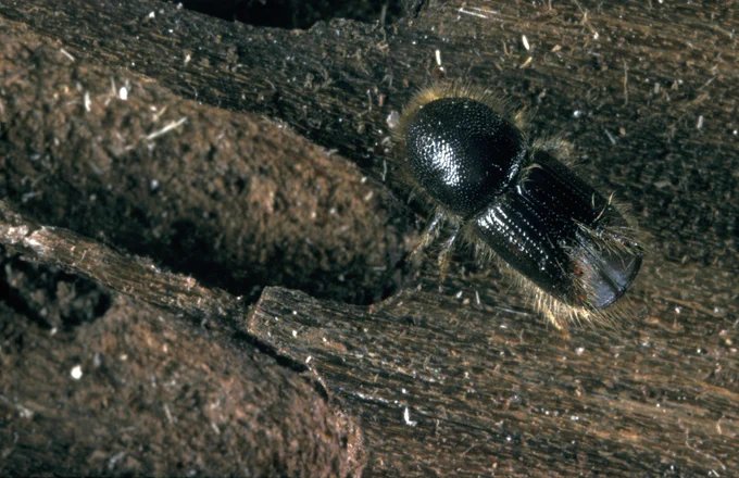 © Crown Copyright. Forest Research.

Ips typographus. Larger eight - toothed spruce bark beetle on Norway spruce. Location: Alice Holt, Hampshire, England