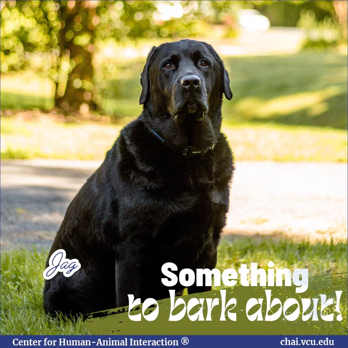 Image Description: Jag the black Labrador Retriever sits in the grass in a park. Text reads: Something to bark about! Jag.