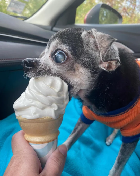 a senior chihuahua wearing an orange and blue shirt stands in the front passenger seat of a car in profile. his little mouth is open as wide as it will go to impressively fit a large vanilla ice cream scoop in it. his one eye is blue and cloudy like a magical crystal ball.