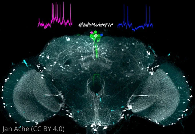 Image showing IPCs in green and Asta positive modulatory neurons in grey alongside three IPC responses to AstA stimulation